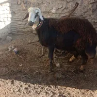 قورچ افشاری