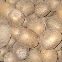 کیوی هایوارد طلایی