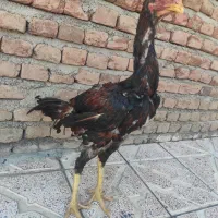 مرغ و خروس لاری