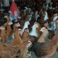 جوجه نیمچه مرغ خروس