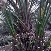 فورگ|گل و گیاه طبیعی|فورگ, |دیوار