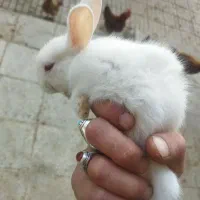 بچه خرگوش|موش و خرگوش|قوچان, |دیوار