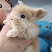 خرگوش لوپ مینیاتوری|موش و خرگوش|قم, صفائیه|دیوار