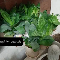 گل طبیعی|گل و گیاه طبیعی|شیراز, ترمینال باربری|دیوار