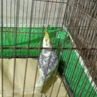 عروس هلندی نر