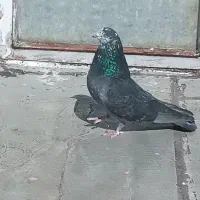 جوجه شازده ،سرور ،کله دم سبز ،کله ماستی،پاپر هما