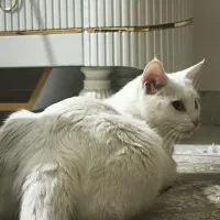 گربه گمشده در شهر صنعتی اراک و خمین