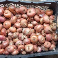 پیاز روستایی