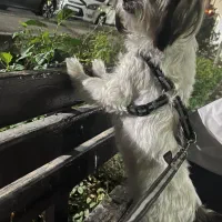 گمشده|حیوانات|تهران, ستارخان|دیوار