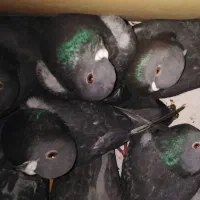 یک کارتن پلاکی ناجلد