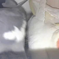 نروماده عروس هلندی