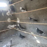 جوجه کفتر پرشی|پرنده|کاشان, کوچه باسکول|دیوار