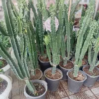 پخش عمده وتک فروشی گل های اپارتمانی به سراسر کشور|گل و گیاه طبیعی|پاکدشت, پاکدشت (مامازند)|دیوار