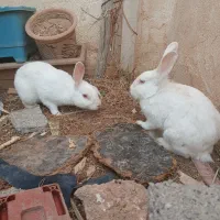 خرگوش|موش و خرگوش|مسجد سلیمان, |دیوار