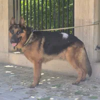 سگ ژرمن شپرد