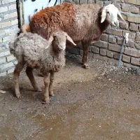 میش جوان|حیوانات مزرعه|تربت جام, جامرود|دیوار