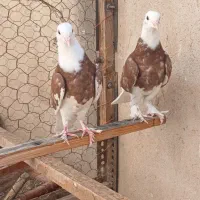 جوجه  کفتر