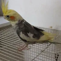 عروس هلندی|پرنده|رضویه, |دیوار