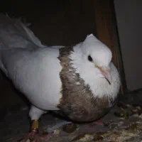کبوتر