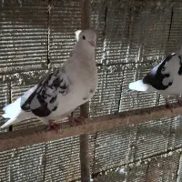 کبوتر فروشی|پرنده|زنده رود, |دیوار