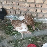 حیونای  سالم و بدرد بخور|حیوانات مزرعه|ساوه, |دیوار