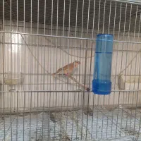 فنچ نرگسی شکلاتی