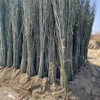 فروش نهال صنوبر و کبوده در سایز های مختلف|خدمات باغبانی و درختکاری|رشت, منظریه|دیوار