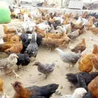 مرغ تخم گزار|حیوانات مزرعه|سندرک, |دیوار