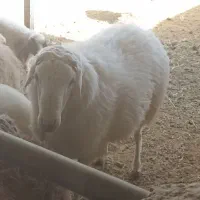 قوچ سرک دار|حیوانات مزرعه|بادرود, |دیوار