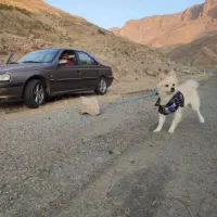 سگ پامر شیتزو|سگ|اهواز, کوی باهنر|دیوار