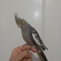 چهارعددعروس هلندی|پرنده|تهران, تهرانسر شمالی|دیوار