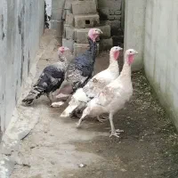 فروش بوقلمون وجوجه