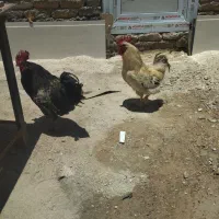 جوجه خروس