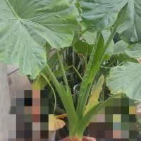 گلدان طبیعی بابا آدم