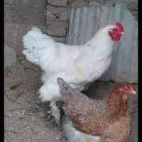 مرغ وخروس برهمااصل