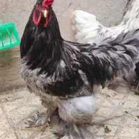 خروس جوان برهما 10 ماهه در دو رنگ