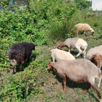 گوسفند و نر جوان داشتی و قصابی