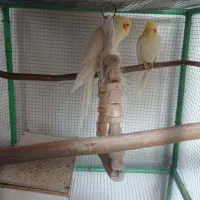 عروس هلندی مولد