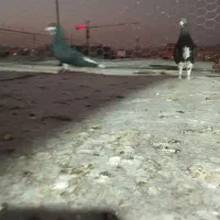 نرو ماده شهری|پرنده|شیراز, شهرک امیر کبیر|دیوار