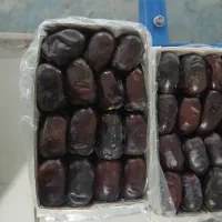 خرید و فروش خرمای مظافتی و کلوته و زاهدی|عمدهفروشی|تهران, میدان میوه و ترهبار مرکزی|دیوار