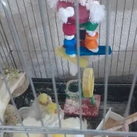 لوتینو دستی دو و سه ماهه|پرنده|تهران, والفجر (افسریه)|دیوار