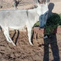 کره خر نرقیمت ۲۰میلیون تومن