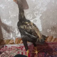 جوجه خروس لاری