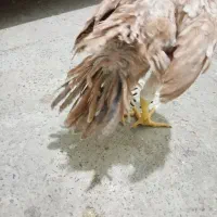 لاری هندی|پرنده|رباط‌کریم, نصیرشهر|دیوار