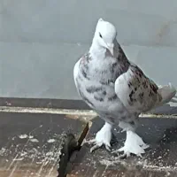 کفتر. کبوتر هما سرور  کاکلی پاچکمه|پرنده|بهارستان, |دیوار