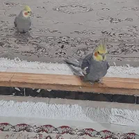 عروس هلندی نر و ماده