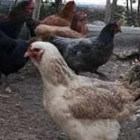 مرغ تخمگذار