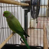 طوطی ملنگوی نر