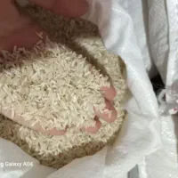 طارم دمسیاه