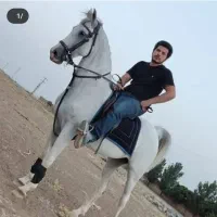 مادیان سفید قد بلند و بسیار آرام